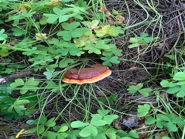 Mushroom with Oxalis plants growing through it. 
