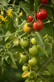 Tomatoes on the vine
