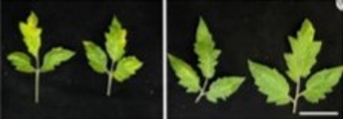 Tomato leaves infected with potato virus X. The leaves on the left have stronger virus symptoms and contain more virus than the gene edited leaves on the right hand side
