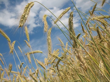 Wheat