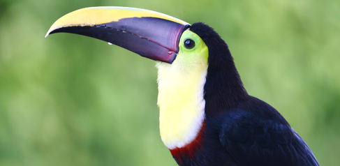 Yellow-throated toucan (Ramphastos ambiguus). Photo by Joe Tobias.