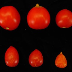 tomatoes