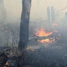 oak savanna burn image