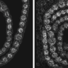 Electron microscopy images of cross sections of sorghum leaves. Credit: Dr Tina Schreier