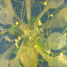 Arabidopsis thaliana plant infected with the cyst nematode Heterodera schachtii 