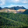 Radiata Pine Plantation - New Zealand