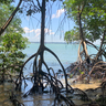 Mangrove forest. Credit: Daniel Friess.