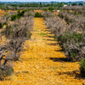 Dead olive trees from Xylella fastidiosa, Italy. Credit: Fabiomichelecapelli. Getty Images.