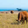 Cows grazing at Big Sur, California, USA