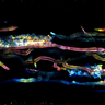 Confocal fluorescence microscope image of arbuscular mycorrhizal fungi inside rice roots. The image is coloured by depth in the root to reveal the 3D structure. Credit: Jen McGaley.