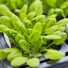 Researchers investigate the function of antenna protein CP26 inside model plant Arabidopsis. 
