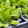Researchers investigate the function of antenna protein CP26 inside model plant Arabidopsis. 