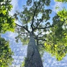 A 57m tall Dipterocarp tree with a double rope technique rigged for canopy access. Credit Palasiah Jotan.