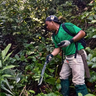 A Malaysian field assistant cutting lianas with a machete at the Sabah Biodiversity Experiment. Killing lianas by cutting boosts tree growth and lowers tree mortality, the study found. Image courtesy of Gianluca Cerullo.