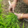 Indian farmer picking rice saplings in the field. Credit: David Talukdar / Getty Images.