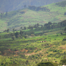 Agroforestry on the slopes of Mount Meru in the Arusha region of northern Tanzania. Credit: Michele D'Amico / Getty Images. 