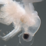 An adult spiny water flea under the microscope. Credit: NOAA Great Lakes Environmental Research Laboratory.