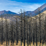  Burned Ponderosa Pine Forest After Wildfire, Northern Arizona