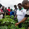 Participants of the Africa Crop Forum 2026 visiting a cassava field outside of Abidjan, Cote d’Ivoire. Credit: Alastair Fyfe.