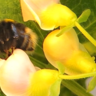 Bumblebee visiting a flower on a BCMV-infected common bean plant. Photo by Alex Murphy.