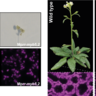Left: Marchantia control and RR-MYB double mutant plants. Right: Arabidopsis wild type and RR-MYB double mutant plants, Bottom: confocal microscopy images showing the reduced chloroplast size in the mutants.