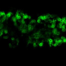 Rice plant colonised by the AM fungus Rhizophagus irregularis grown and imaged in the AM slide. The arbuscule is surrounded by a green fluorescent protein. 