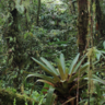 66% of tropical forests have transitioned to novel temperature regimes, including hyperdiverse cloudforests in the Colombian 