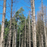 Forest destruction caused by spruce bark beetle