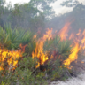 Prescribed burning to maintain scrubby flatwood habitat at Archbold Biological Station, Florida, USA. Photo by Courtney Currier.