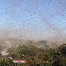 Locust swarm fills the skies in Ethiopia. Credit: Keith Cressman, FAO.