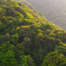 Forests in Hong Kong. Photo by Aland Chan.