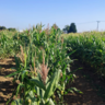 Maize field trials at Niab as part of the CAPITALISE research. Photo credit: John Ferguson.