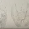 Illustrations of bladderworts from Roger Fry’s thesis on 'The hair structures of the bladders of Utricularia vulgaris'. Photo credit: University of Cambridge. 