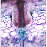 Vibratome cross-section of a tomato stem attached by a Cuscuta haustorium, stained with toluidine blue. Photo by Min-Yao Jhu.