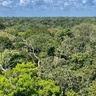 View of the rainforest canopy. Photo credit: Adriane Esquivel Muelbert.