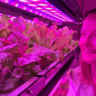 Dr Alison Gill from the University of Adelaide looks over a crop grown in a controlled environment.