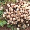 Harvested Bambara groundnut plant with pods. Photo credit: Dr Aloyce Callist Kundy, Tanzania Agricultural Research Institute (TARI) Naliendele, Mtwara.