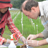 Niels Groen sampling rice roots for gene expression measurements, arbuscular mycorrhizal fungi interactions and plant-parasitic nematode infection at the International Rice Research Institute (IRRI) in Los Baños, the Philippines.