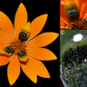 Three images: Gorteria diffusa Spring morphotype inflorescence; Megapalpus capensis visitation on Spring inflorescence in South Africa; Diverse cellular morphologies and complex pigmentation patterns of sexually deceptive spots. 