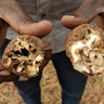Cassava root infected by Cassava Brown Streak Disease (CBSD). Credit: Anna Szyniszewska, Epidemiology and Modelling group, University of Cambridge.