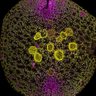 A young Marchantia plant (‘gemma’, a clonal bud) visualised using fluorescent proteins that highlight different cell types and structures. Image provided by Edith Forestier.