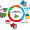Schematic model of the simple cell-cycle control system in Marchantia. Credit: Facundo Romani 