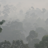 Morning mist lifts from Indonesian forest as it warms. Credit: Tom Swinfield.