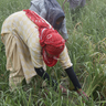 Women farmers in a rice field in India  Credit: Studio Charuau