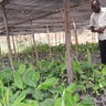 Banana seed enterprise in Rwanda. Photo credit Dr Aman Bonaventure Omondi. 