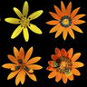 Spot variations on different species of gorteria