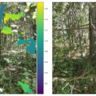 tree trunk diameter measurements by mobile phone images