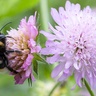 Bee on a scabious flower