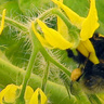 Bee on tomato flower