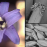 A British bluebell flower (Hyacinthoides non-scripta) imaged under a digital white light microscope reveals how the flower is structured with 3 sepals and 3 petals that create the bell-shape. 